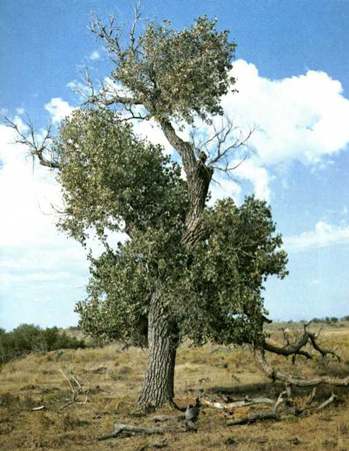 Teepee City Cottonwood-1969
